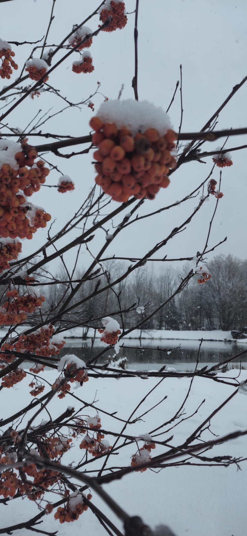 Baies rouges sous la neige près du parc