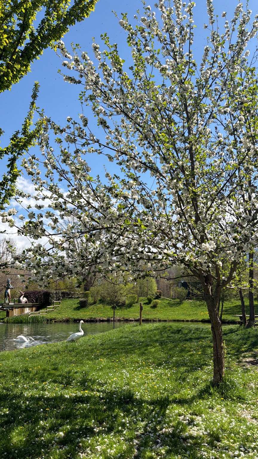 Arbre en fleurs et cygnes près de Saillagouse